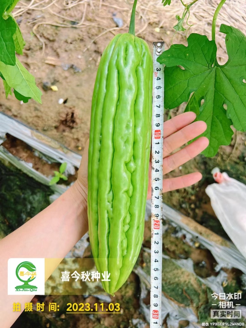 大绿秀苦瓜早中熟瘤大肉厚皮色油绿叶片小结