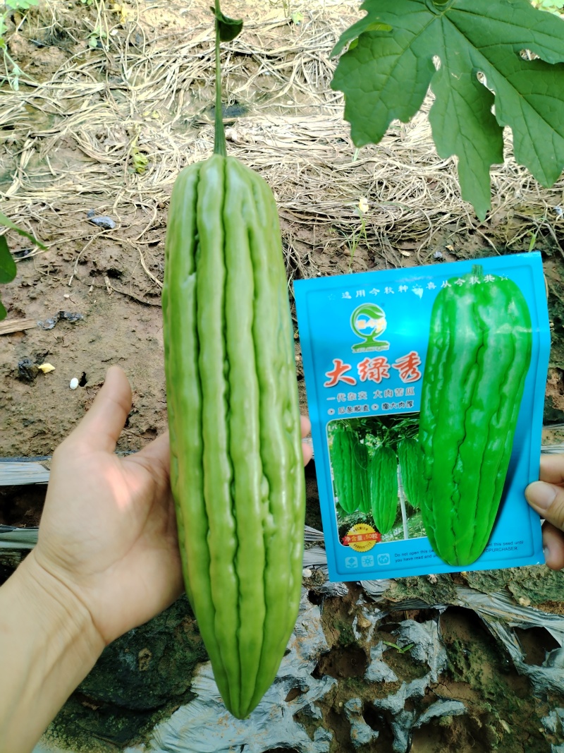大绿秀苦瓜早中熟瘤大肉厚皮色油绿叶片小结
