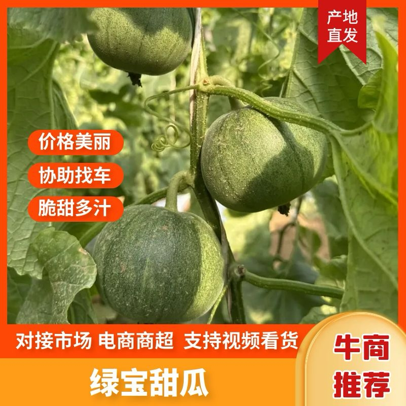 山东潍坊吊秧绿宝甜瓜对接市场电商供应链商超社团