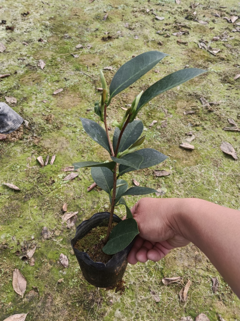 10杯茶花苗四季茶花苗，基地直发，有需要的老板来电