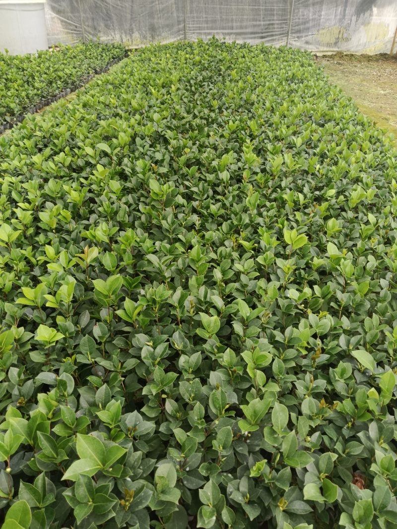 10杯茶花苗四季茶花苗，基地直发，有需要的老板来电