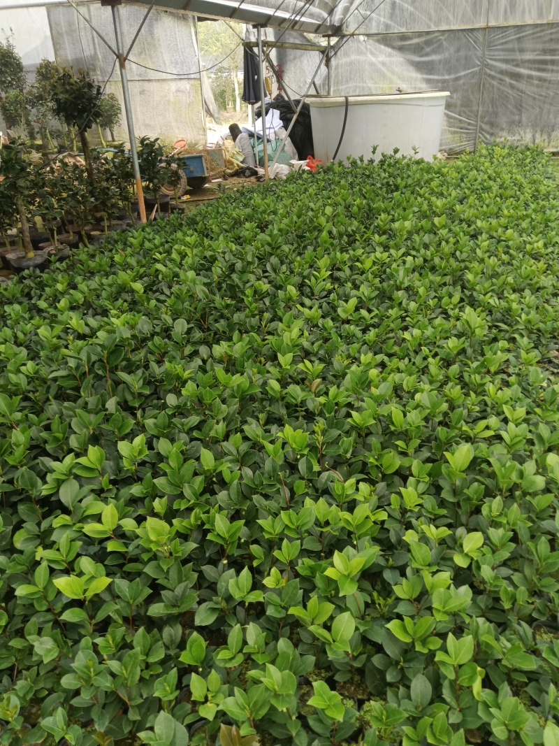 10杯茶花苗四季茶花苗，基地直发，有需要的老板来电