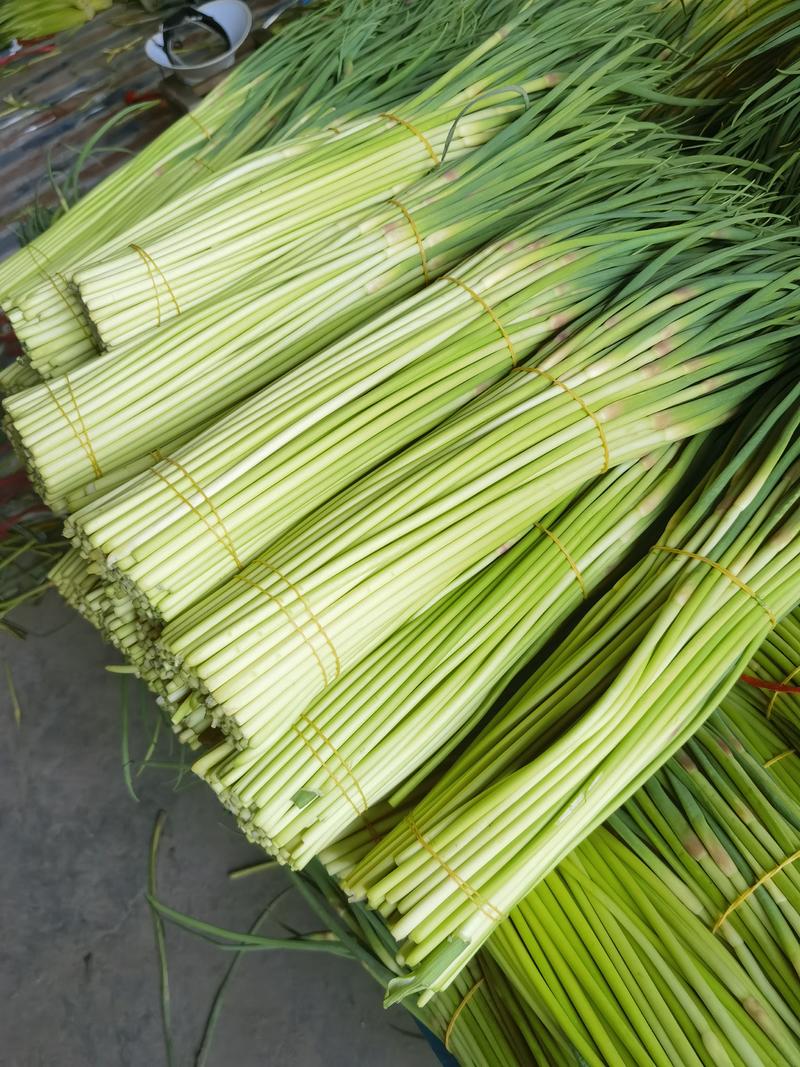 河南省淮阳区白帽蒜苔，红帽蒜薹大量上市供应中需要的联系。