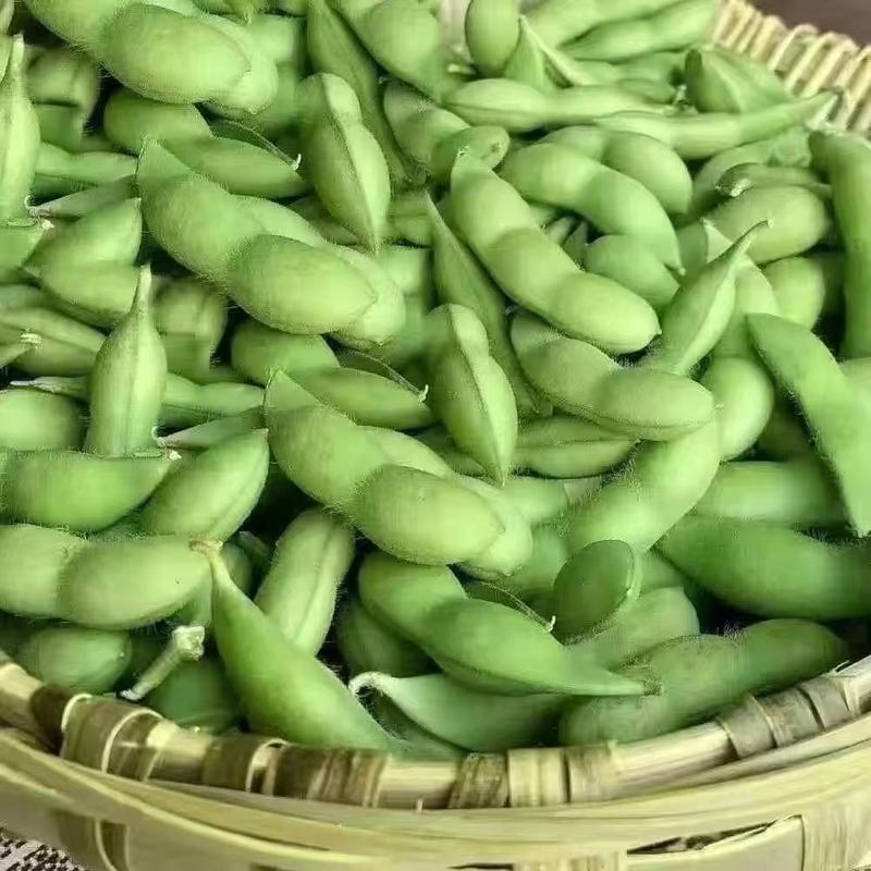 山东春毛豆品质保证产地直发可视频看货欢迎咨询