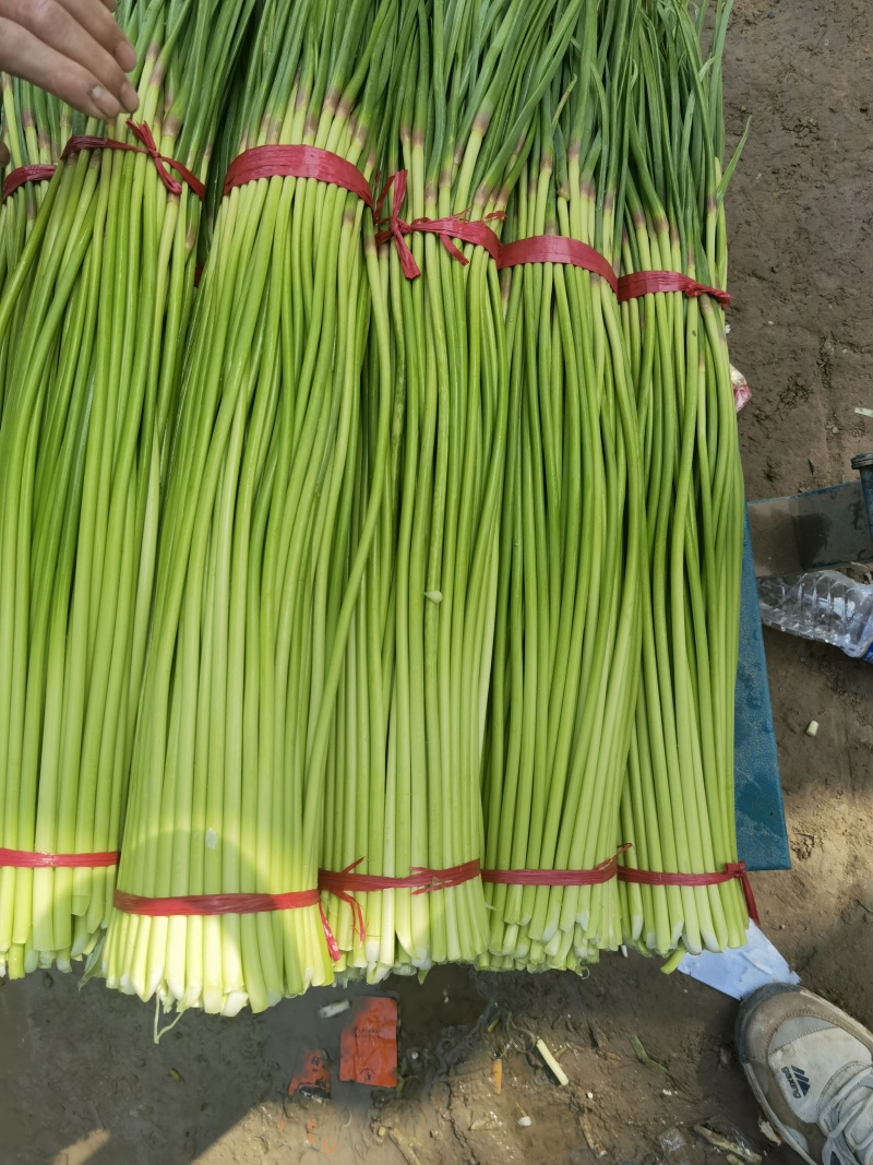 河南淮阳白帽蒜苔红帽蒜薹，大量上市产地直供大量收购供应中