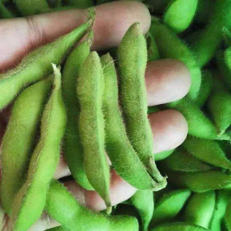 山东毛豆品质保证产地直发可视频看货欢迎咨询