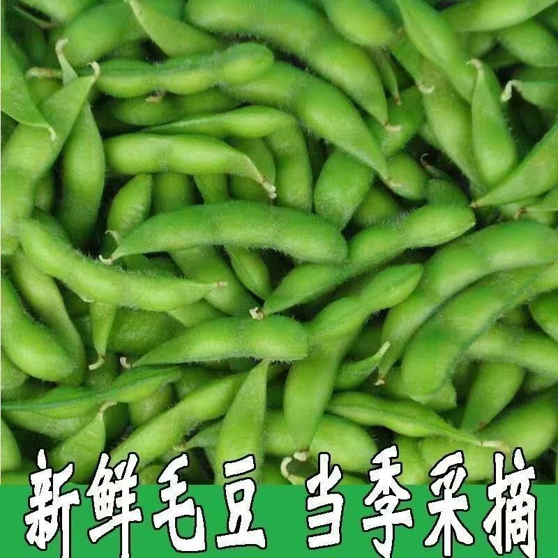 山东毛豆品质保证产地直发可视频看货欢迎咨询