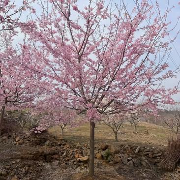 红粉佳人樱花树校园街道风景观赏樱花树形优美
