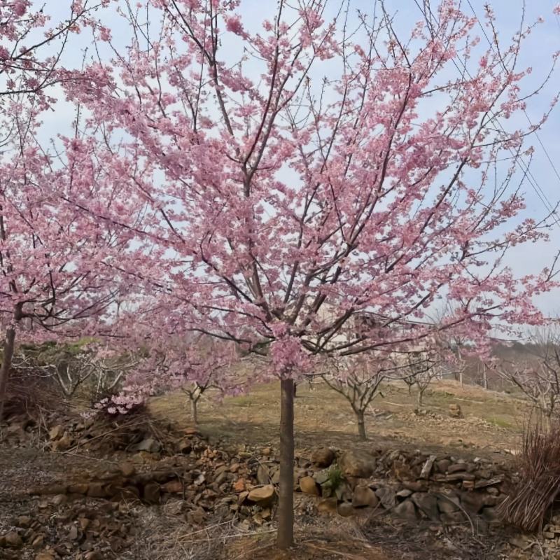 红粉佳人樱花树校园街道风景观赏樱花树形优美