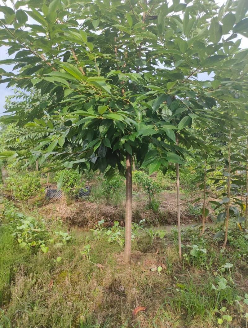 红粉佳人樱花树校园街道风景观赏樱花树形优美