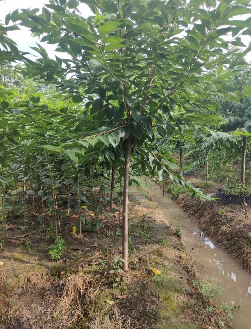 红粉佳人樱花树校园街道风景观赏樱花树形优美