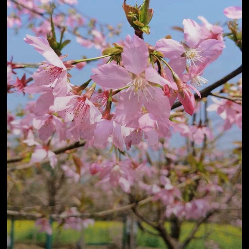 红粉佳人樱花树校园街道风景观赏樱花树形优美
