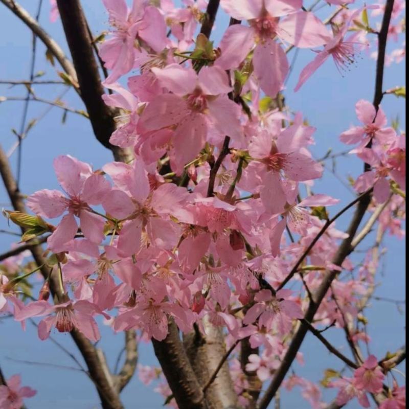 红粉佳人樱花树校园街道风景观赏樱花树形优美