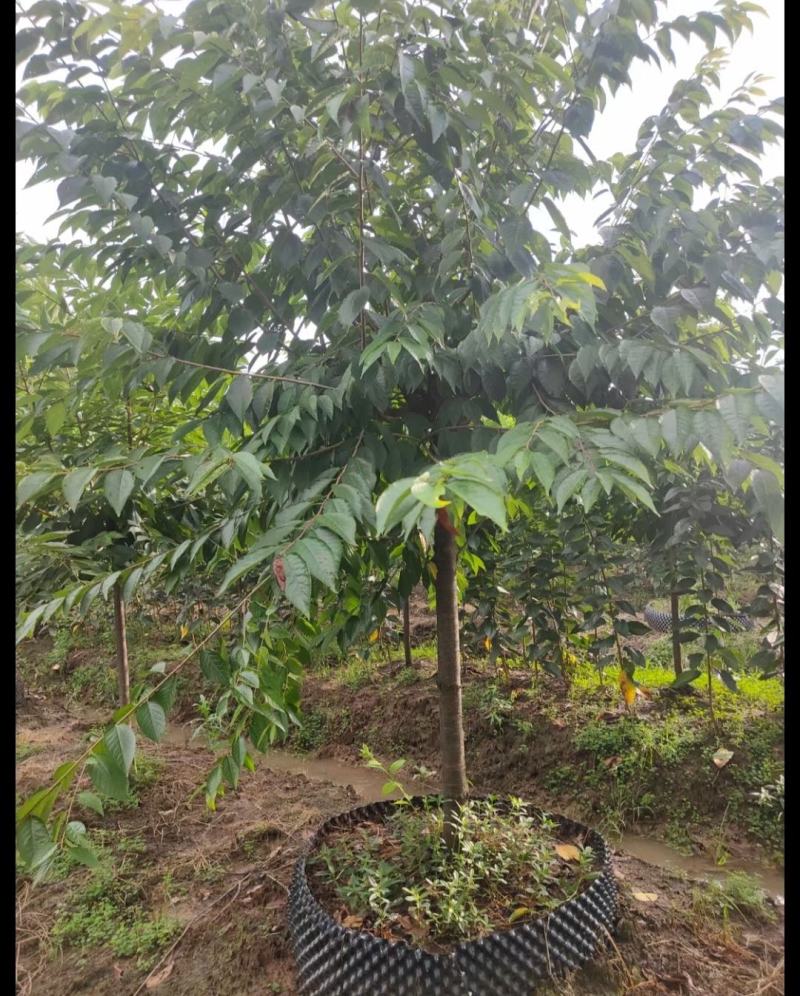 红粉佳人樱花树校园街道风景观赏樱花树形优美