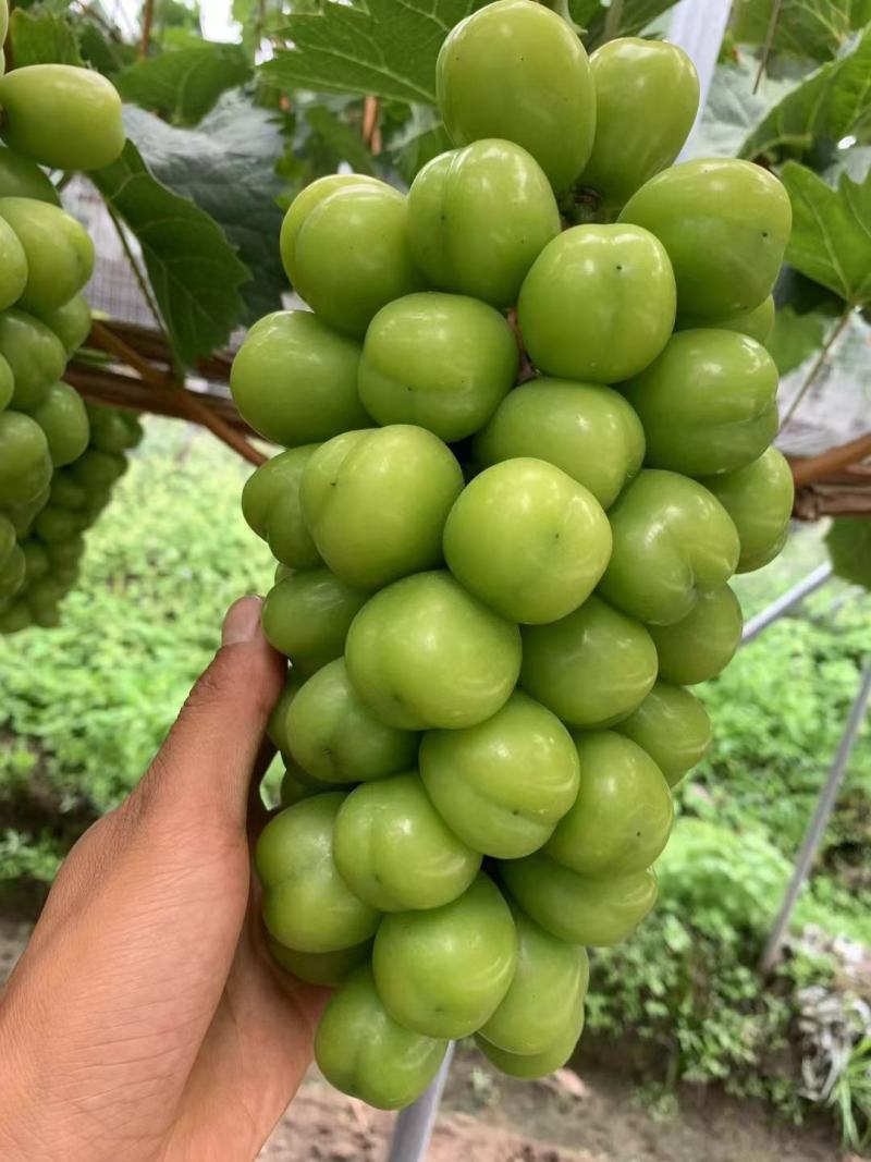 湖南澧县阳光玫瑰葡萄，产地直发，质量保证