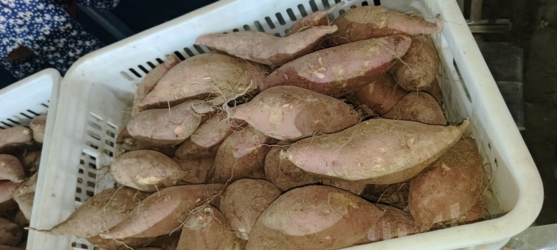 济暑26，也叫板栗薯，口感特别香甜软糯一条龙服务规格齐
