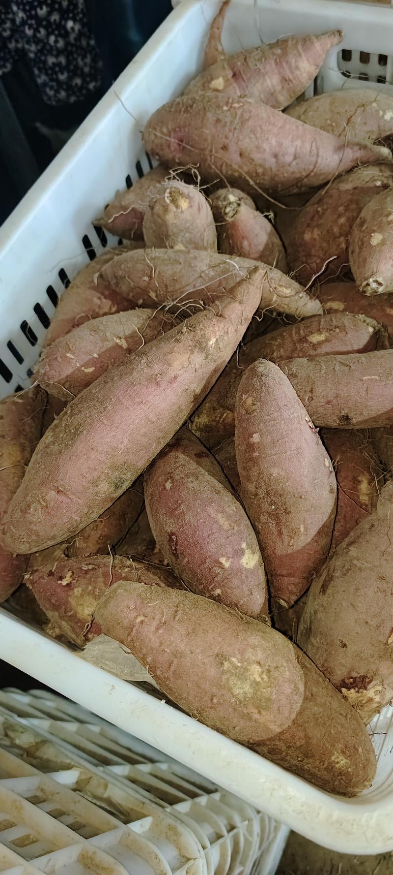 济暑26，也叫板栗薯，口感特别香甜软糯