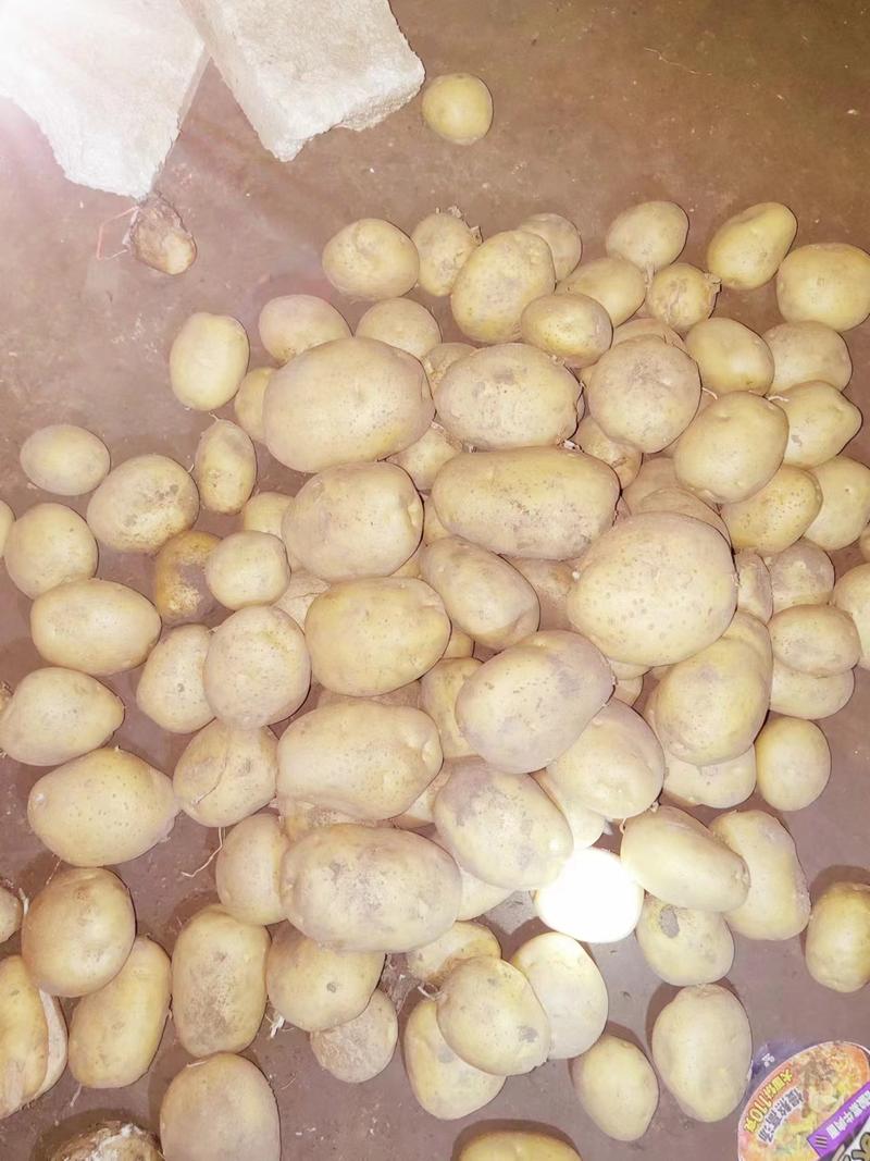 精品土豆实验一号土豆货源充足量大从优质量保证欢迎咨询