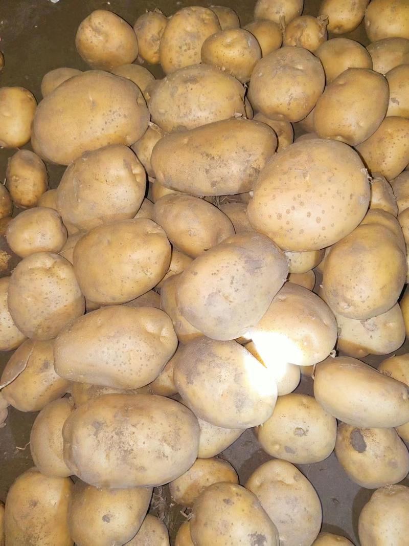 精品土豆实验一号土豆货源充足量大从优质量保证欢迎咨询