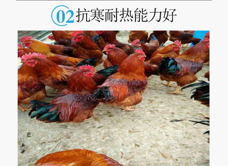 【包邮】九斤红鸡种蛋受精蛋大型肉鸡土鸡红玉鸡380种蛋