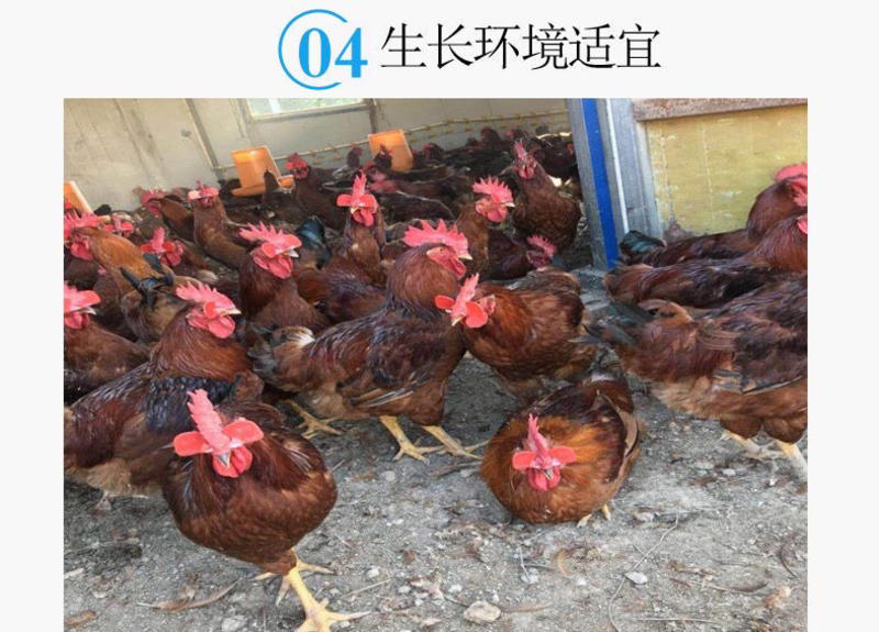 【包邮】九斤红鸡种蛋受精蛋大型肉鸡土鸡红玉鸡380种蛋
