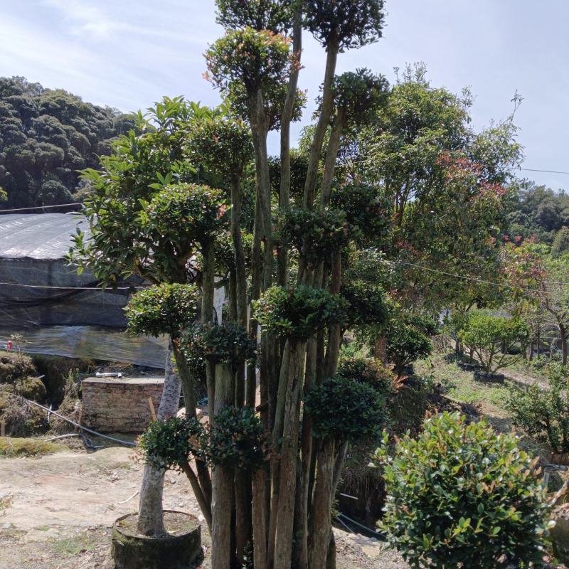 赤楠基地直发，一年四季常青