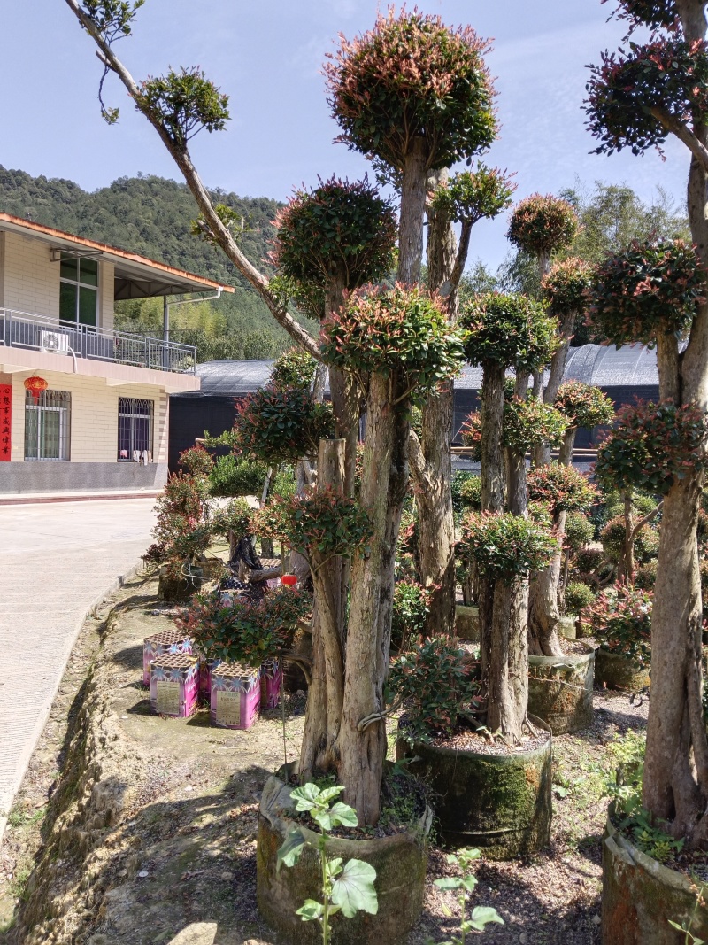 赤楠基地直发，一年四季常青