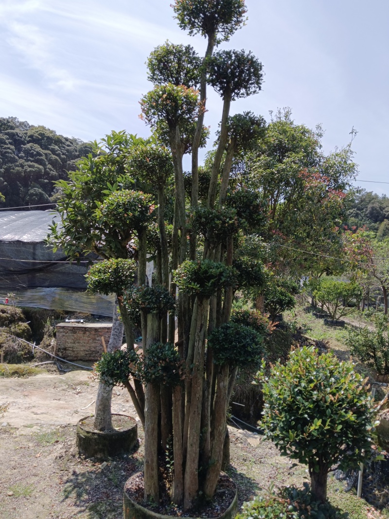 赤楠基地直发，一年四季常青