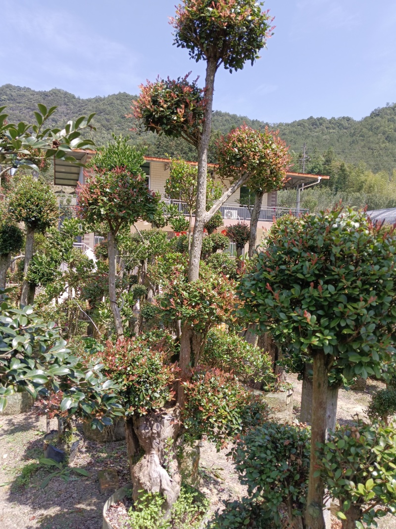 赤楠基地直发，一年四季常青