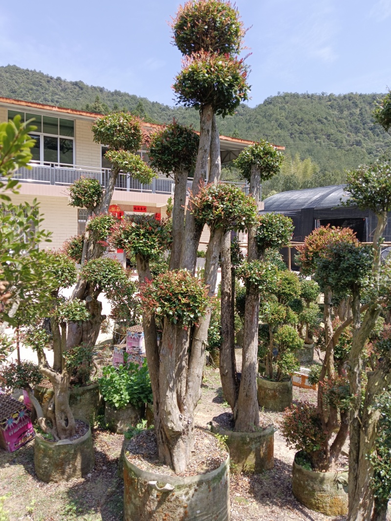 赤楠基地直发，一年四季常青