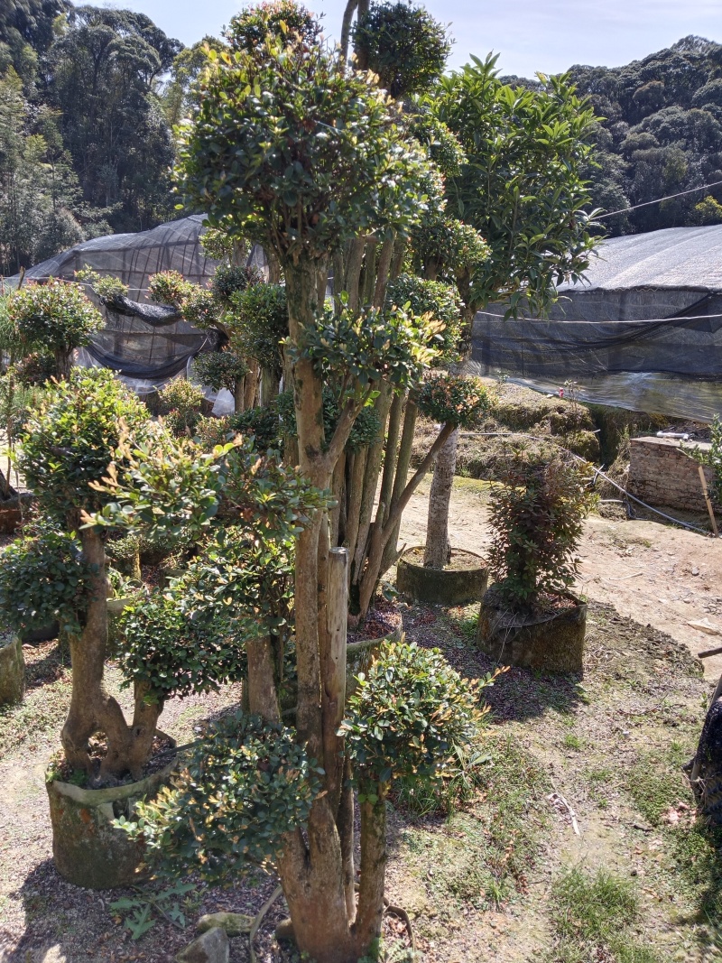 赤楠基地直发，一年四季常青