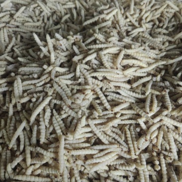 干水小竹虫，竹虫，一手货源批发，大量采购的，详谈