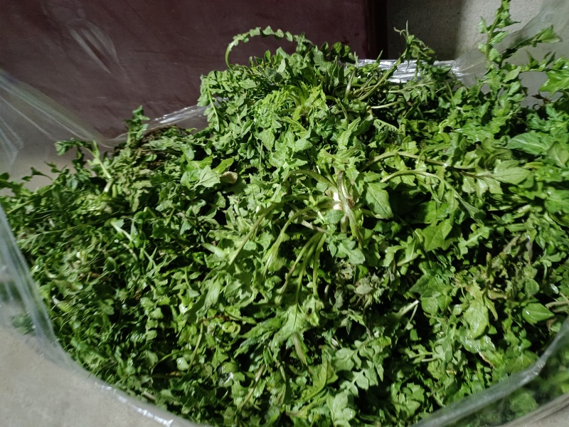 春天带给黄土高坡的美味，野生的荠菜西安咸阳全城配送