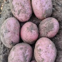 精品土豆雪川红土豆货源充足量大从优质量保证欢迎咨询
