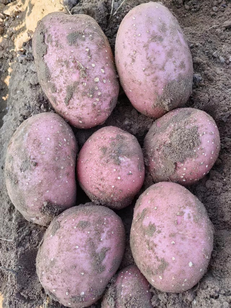 精品土豆雪川红土豆货源充足量大从优质量保证欢迎咨询