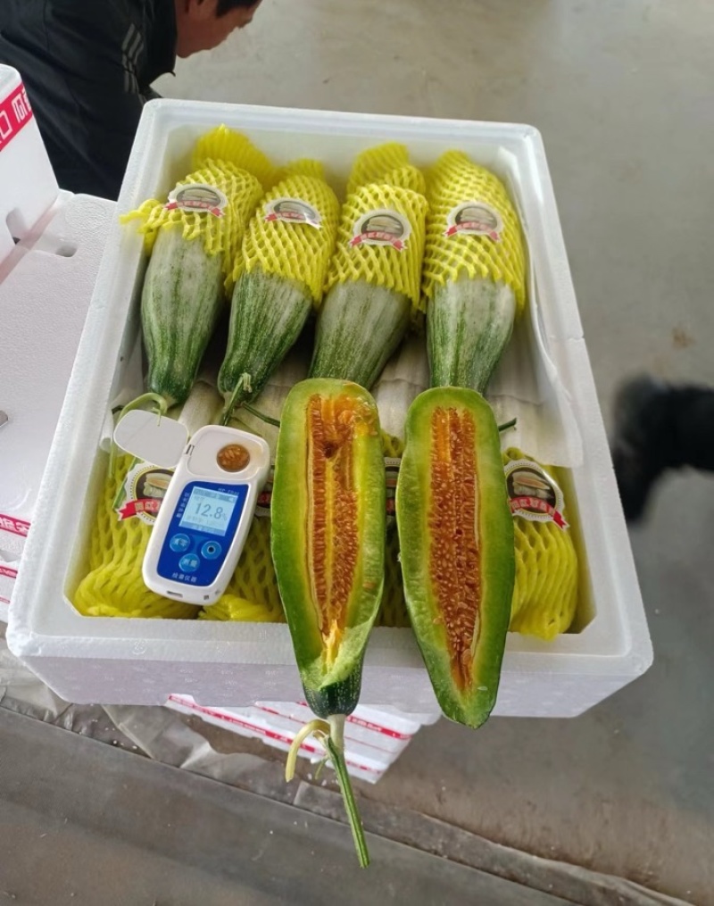 山东羊角蜜甜瓜爽脆清甜一手货源全国发货量大从优！