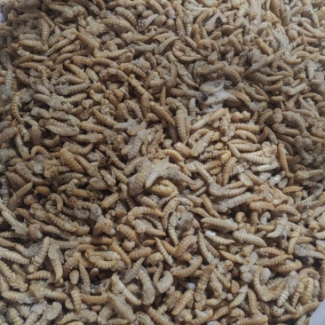 A级小蚕蛹，B级小蚕蛹麦蛹一手货源批发，量大详谈，价格仅
