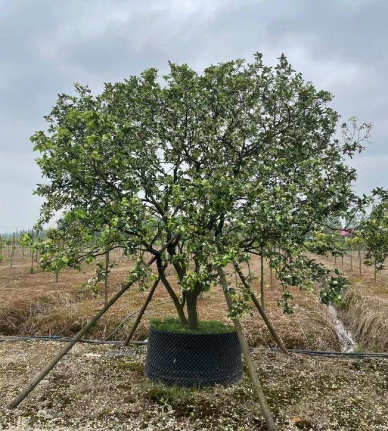 香泡柚子树苗圃批发供应庭院绿化公园小区行道树