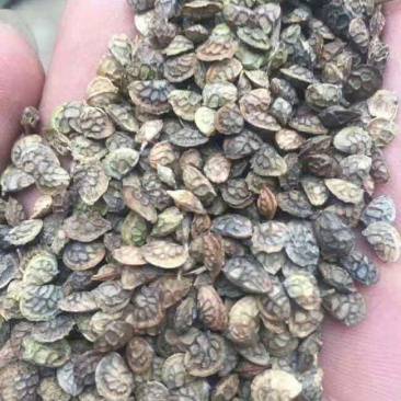 红豆草种子驴食豆青饲牧草林田果园绿肥固氮景观花卉
