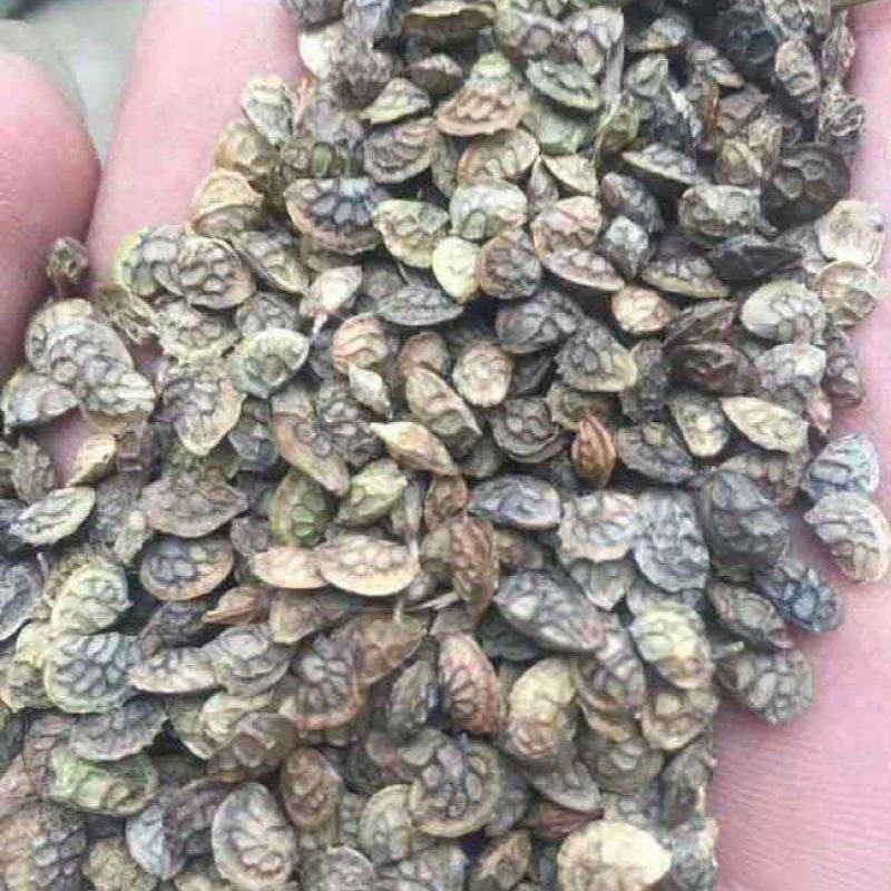 红豆草种子驴食豆青饲牧草林田果园绿肥固氮景观花卉