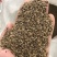 菊苣种子多年生菊苣牧草种子大叶菊苣牛羊牧草高产牧草四季
