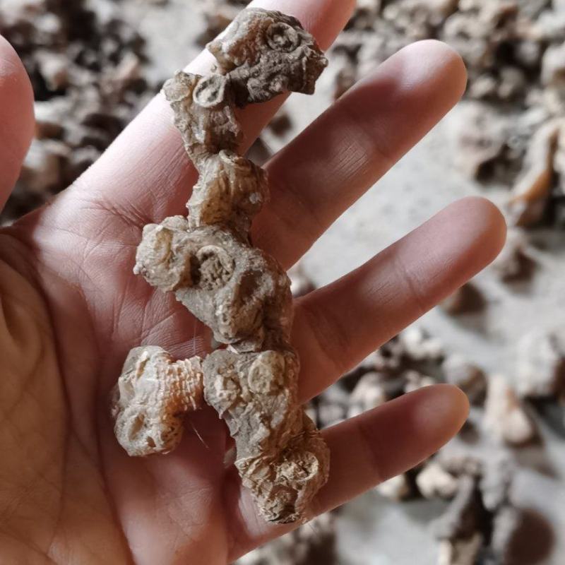 纯野生姜型黄精，结多且密，碎小已挑出精选中大个