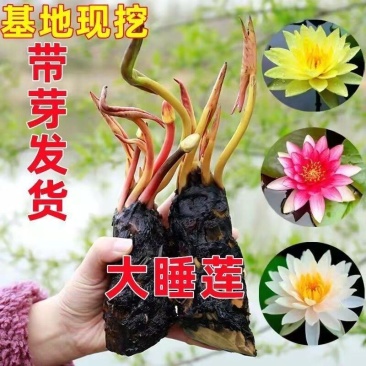 池塘睡莲花鱼缸睡莲根块带芽盆栽水培植物庭院懒人睡莲直发荷