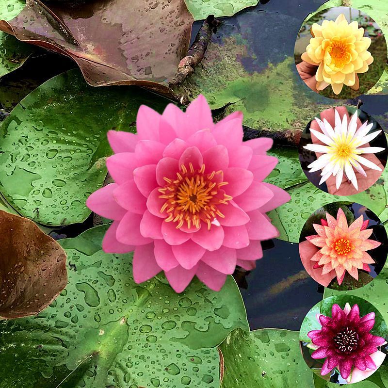 池塘睡莲花鱼缸睡莲根块带芽盆栽水培植物庭院懒人睡莲直发荷