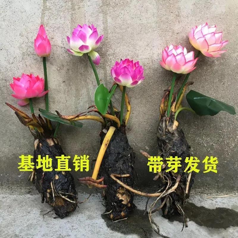 池塘睡莲花鱼缸睡莲根块带芽盆栽水培植物庭院懒人睡莲直发荷