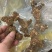 纯野生姜型黄精，结多且密，碎小已挑出精选中大个
