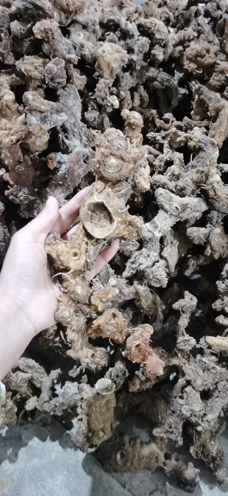 纯野生姜型黄精，结多且密，碎小已挑出精选中大个