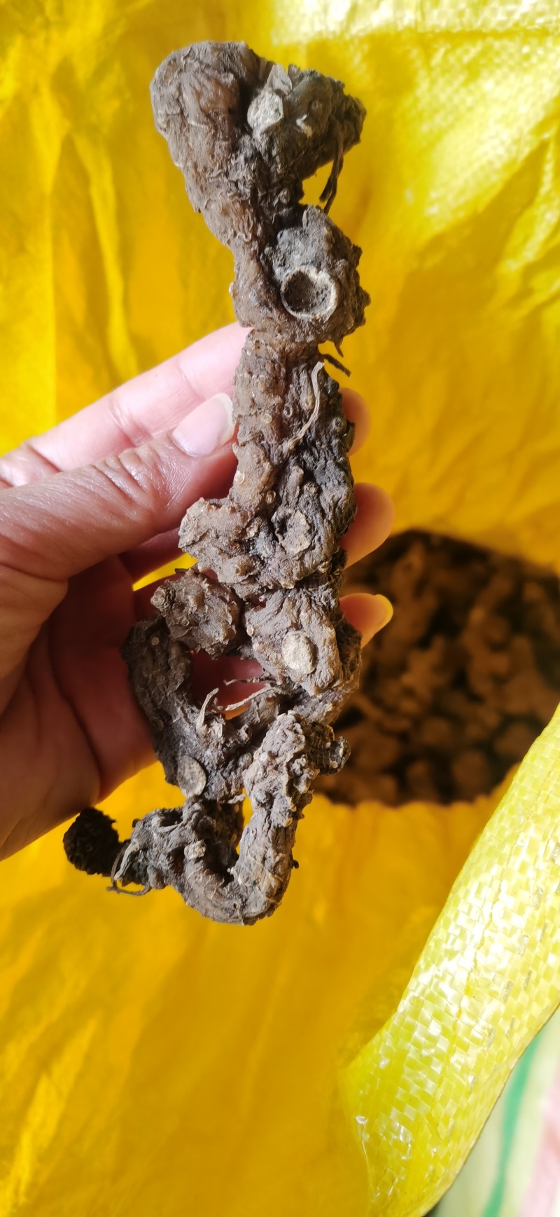 纯野生姜型黄精，结多且密，碎小已挑出精选中大个