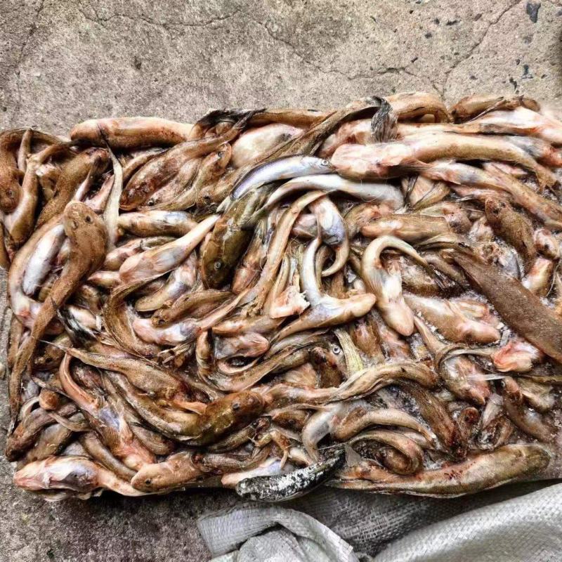 大闸蟹，青蟹，鱼饲料