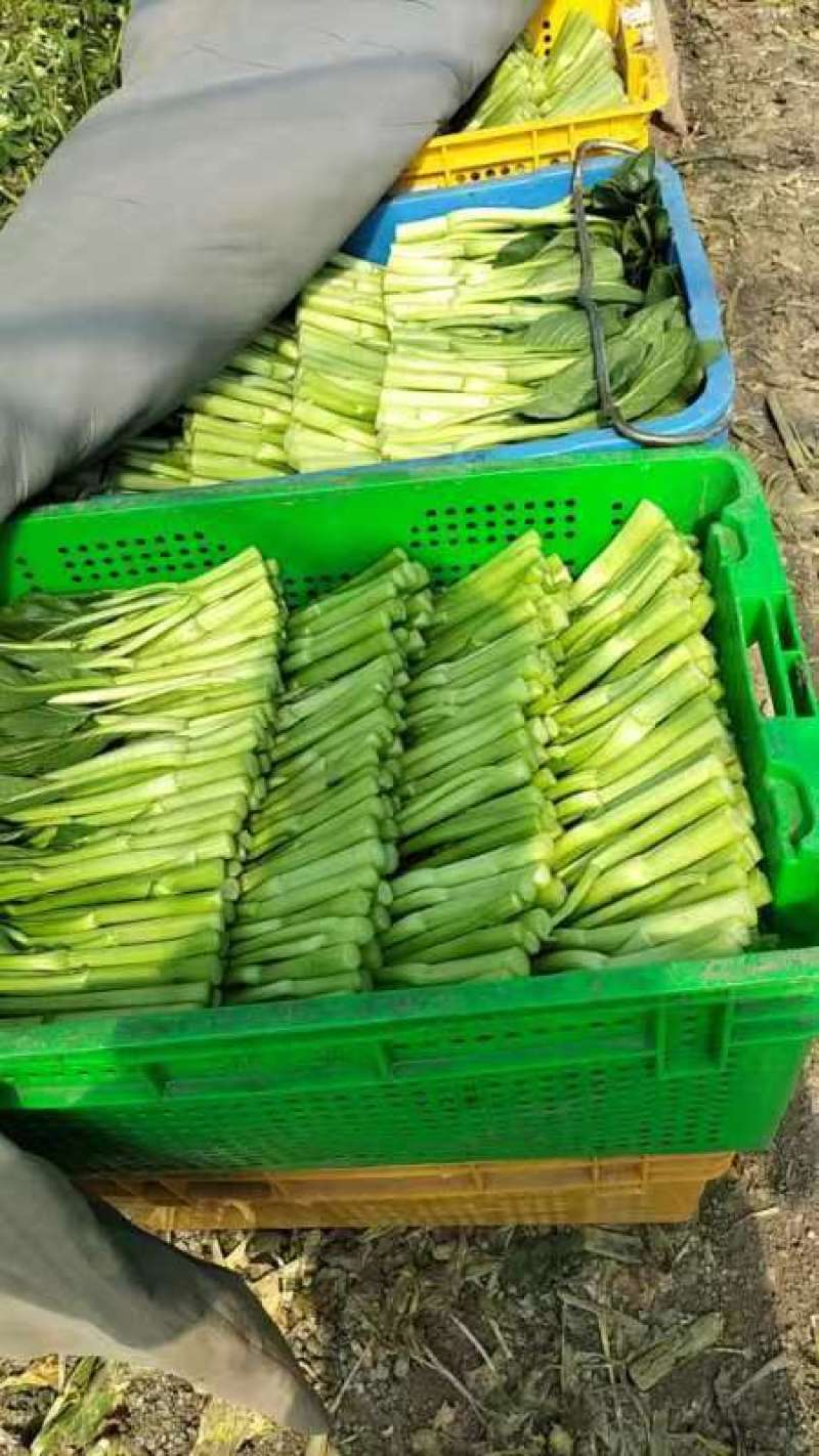 广东菜心，菜心种植农户望有缘找到附近的客户，长期合作